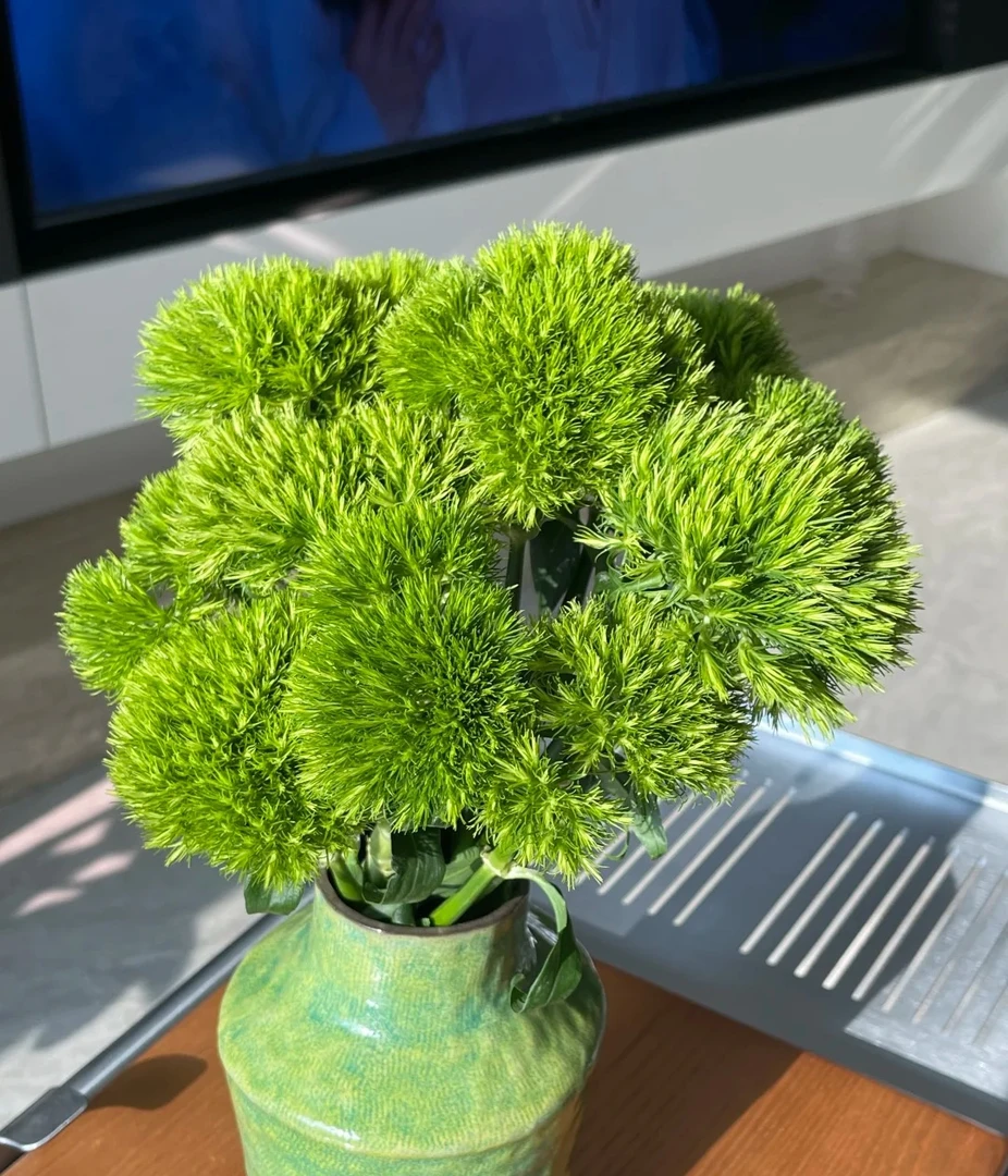 【源头一手价】绿毛球一把绿毛球圆嘟嘟毛茸茸超级可爱花期长鲜花
