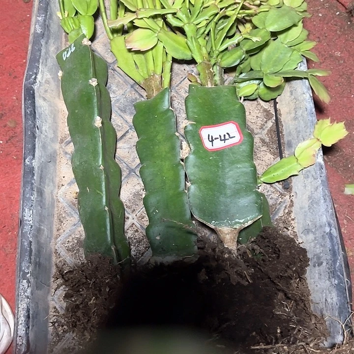 匹颗嫁接小破苗无售后4-42