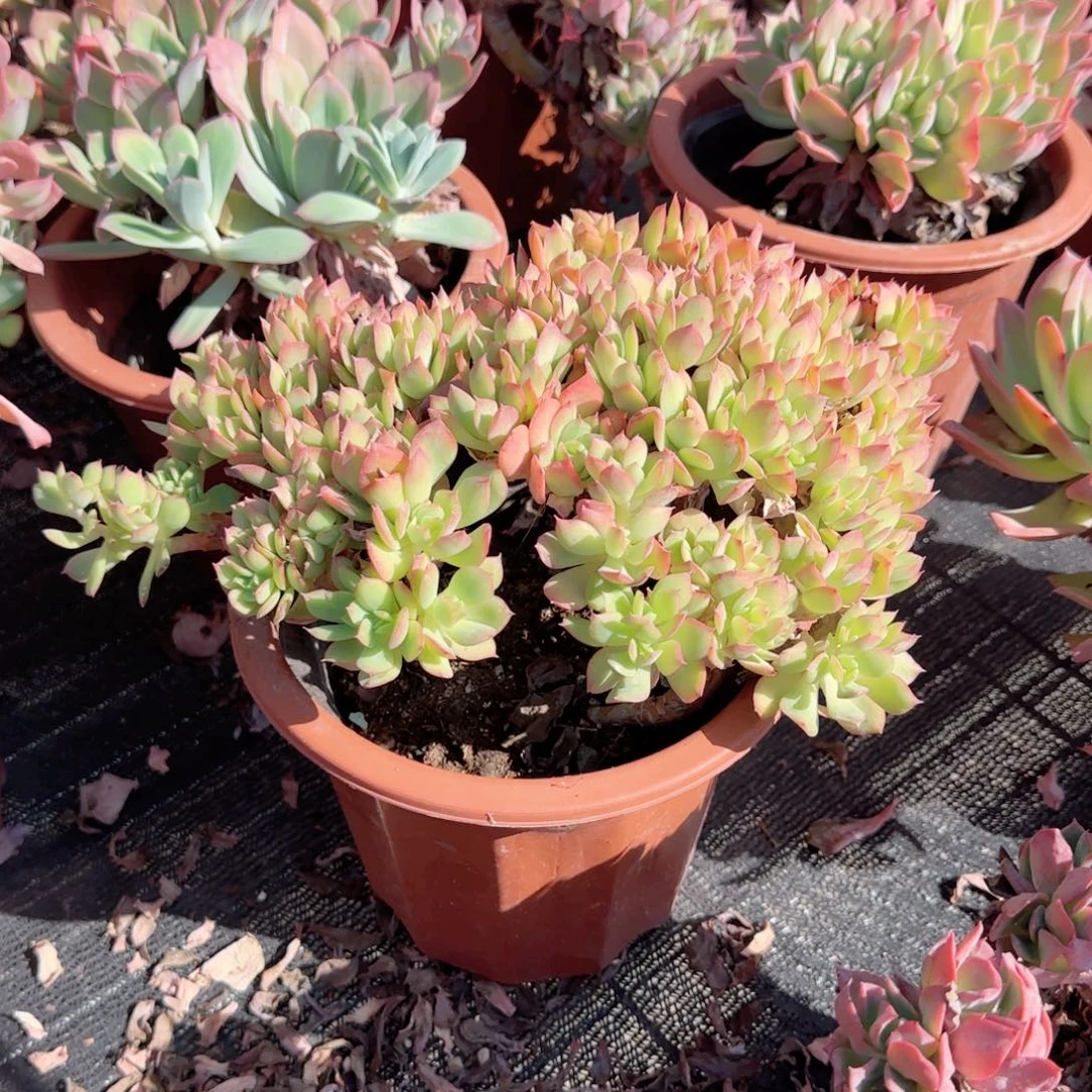 无花朵绮罗缀中号碎