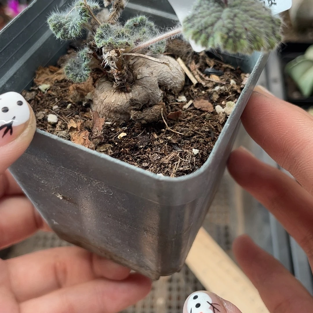 110圆叶洋葵块根植物