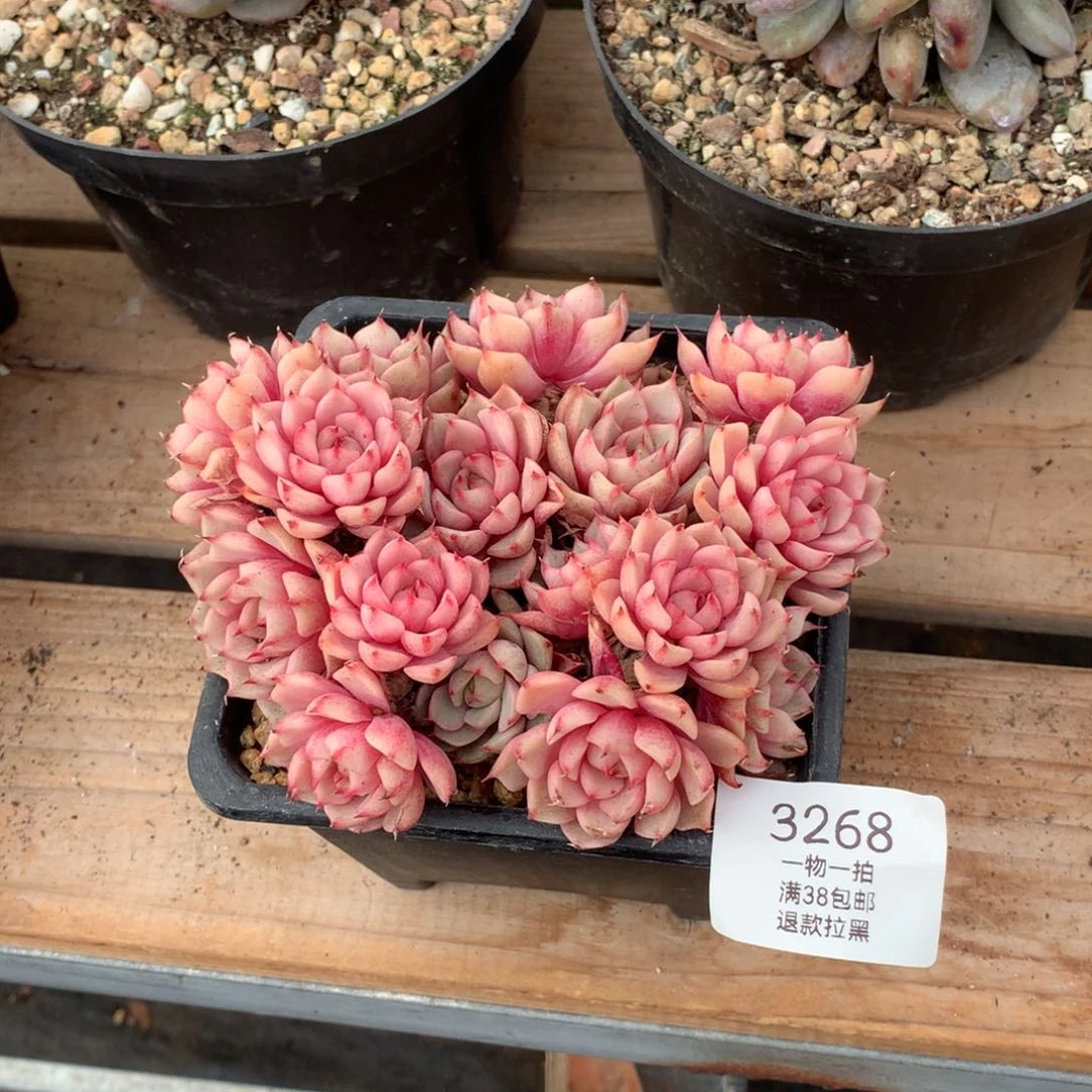 14厘米16头苯巴3268