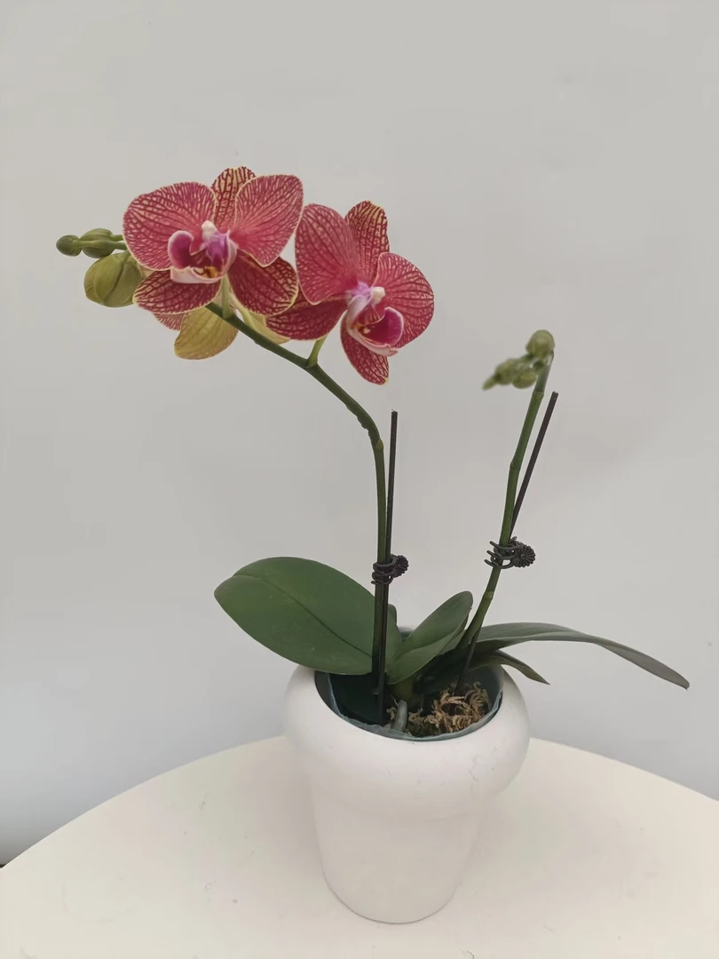 欢然花田蝴蝶兰（黄金格格）双剑