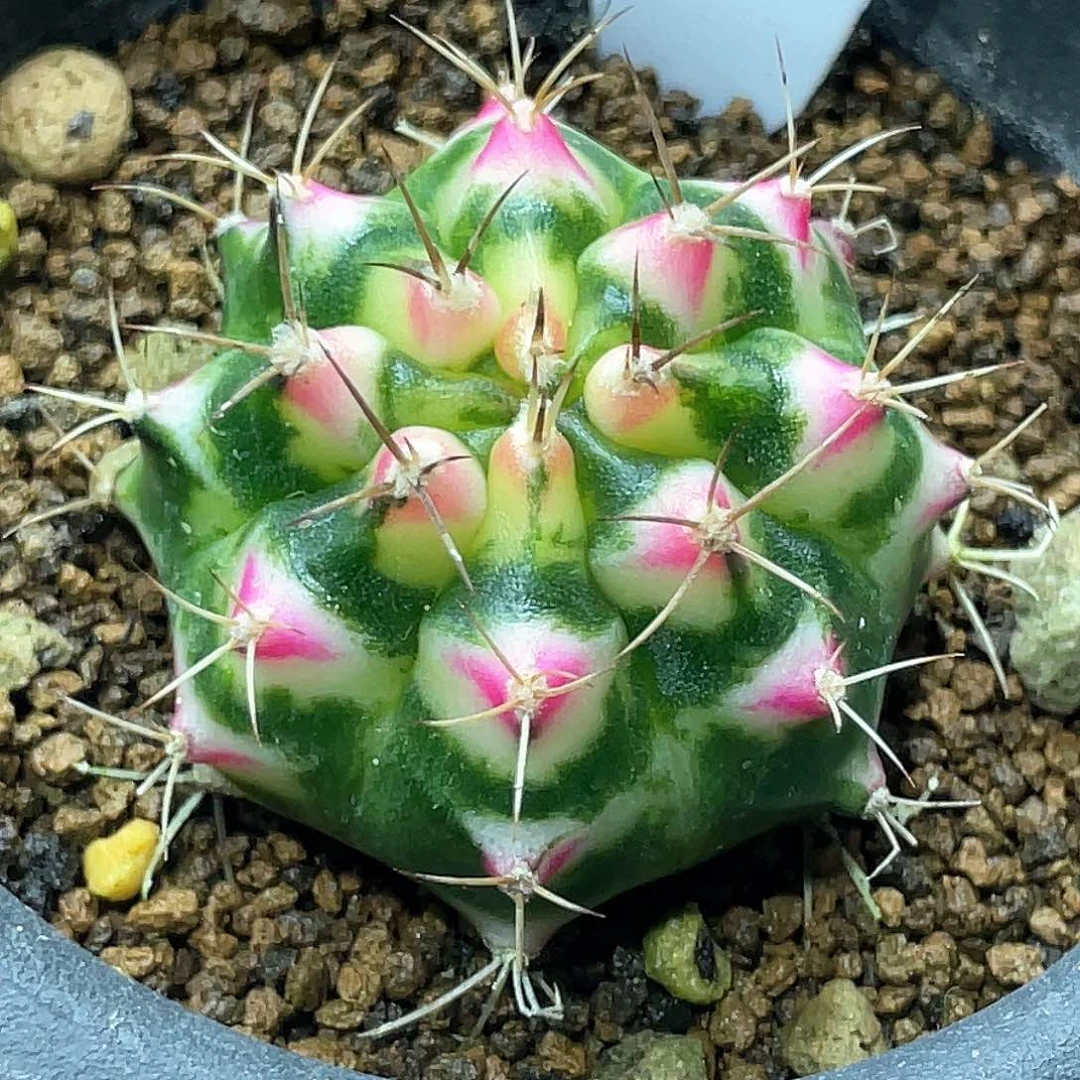 泰系名品侧，白花田