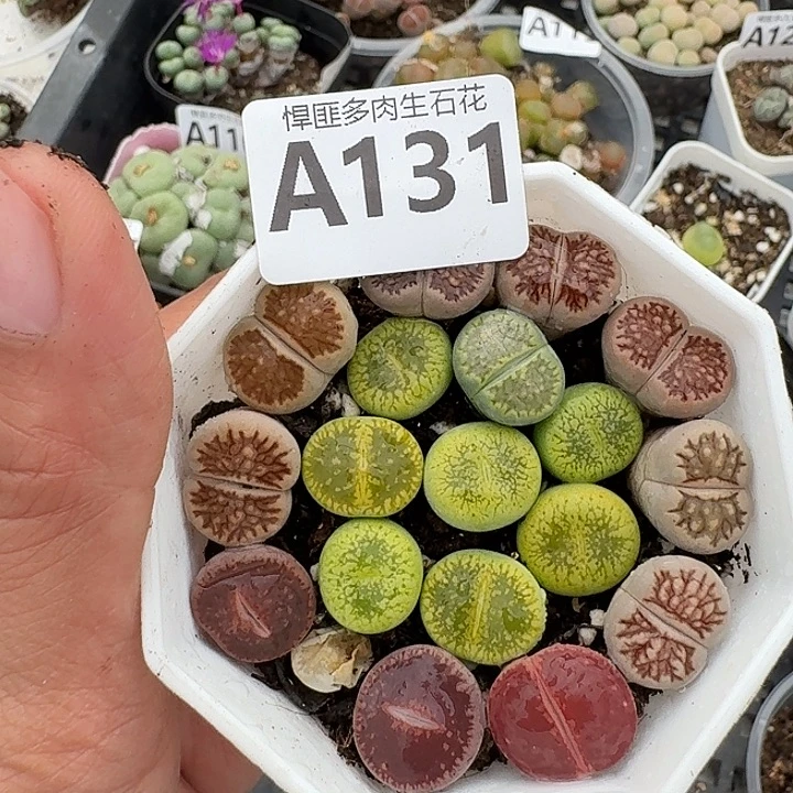 131多肉植物多肉植物