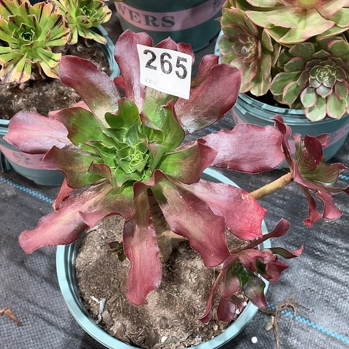 魅影七彩265   冠幅18