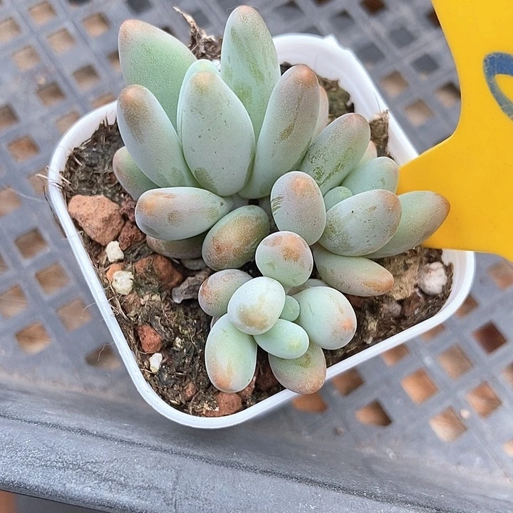 多肉植物白兰地群871