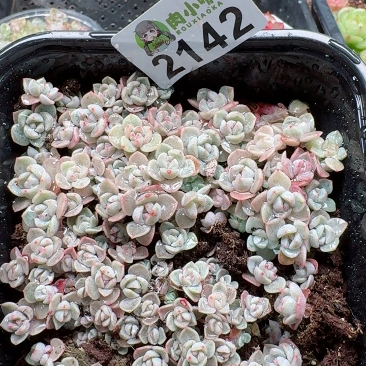 多肉植物多肉植物