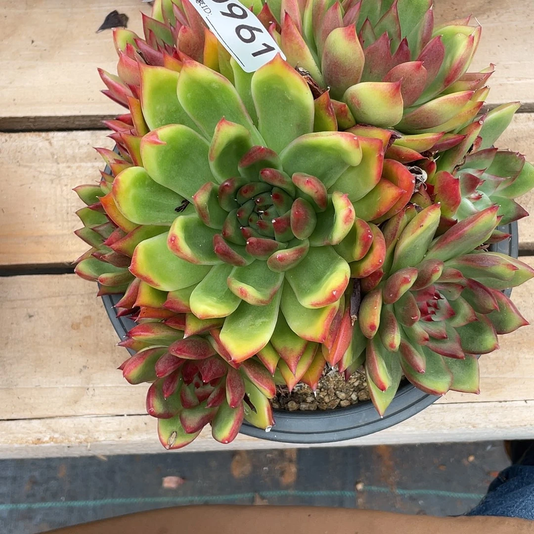 若如东云组拍D961