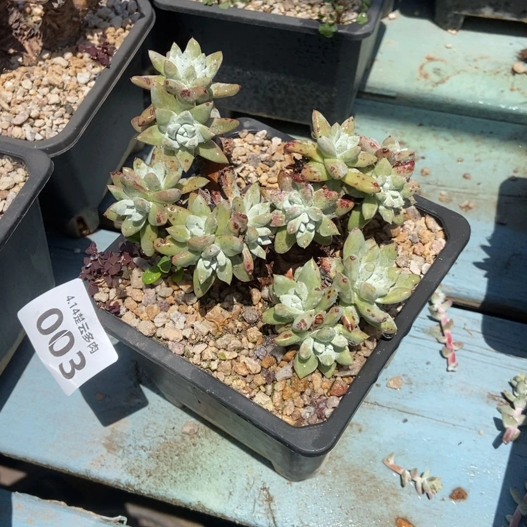 003小叶玫瑰脸多肉植物