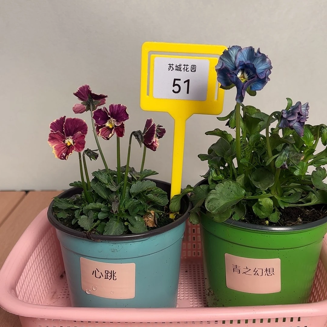 大部分开放少量花苞51