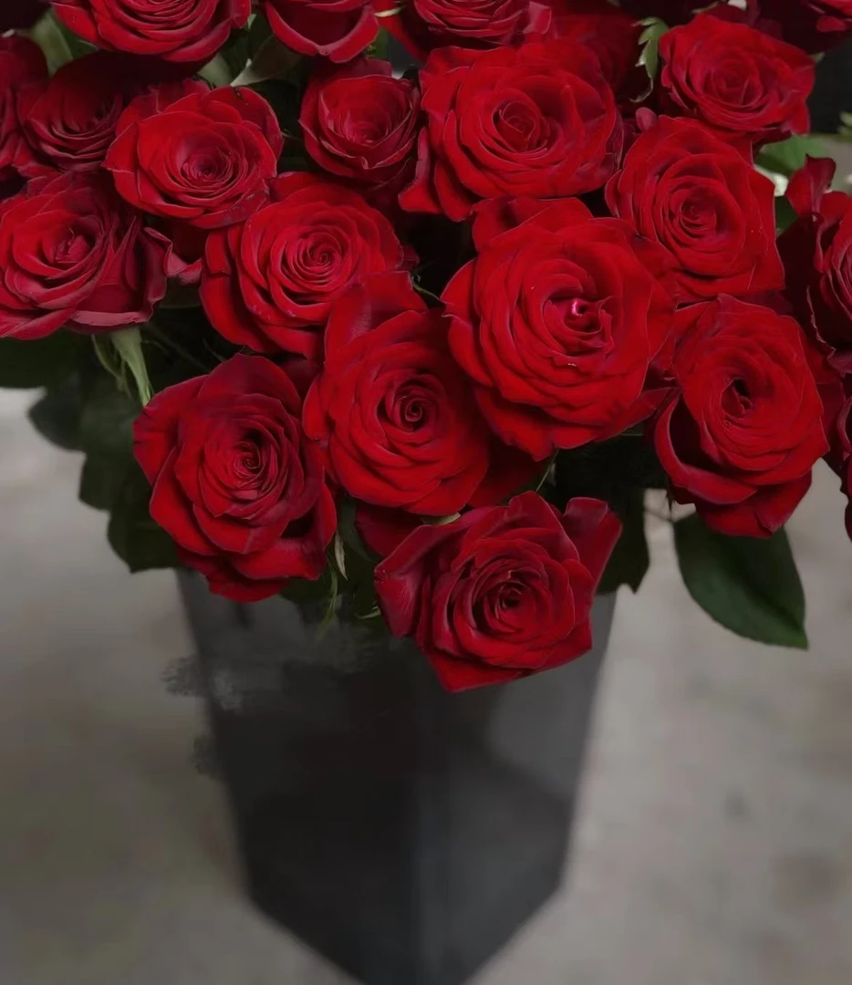 高原红玫瑰云南昆明基地直发新鲜插花家用水养鲜花