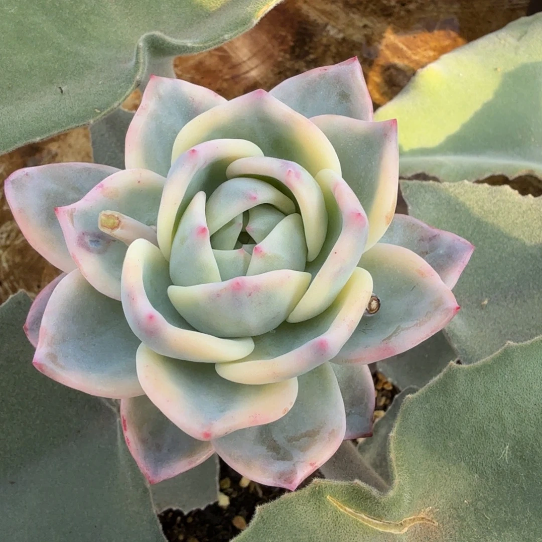 伊丽莎白锦锦上园艺一物一拍