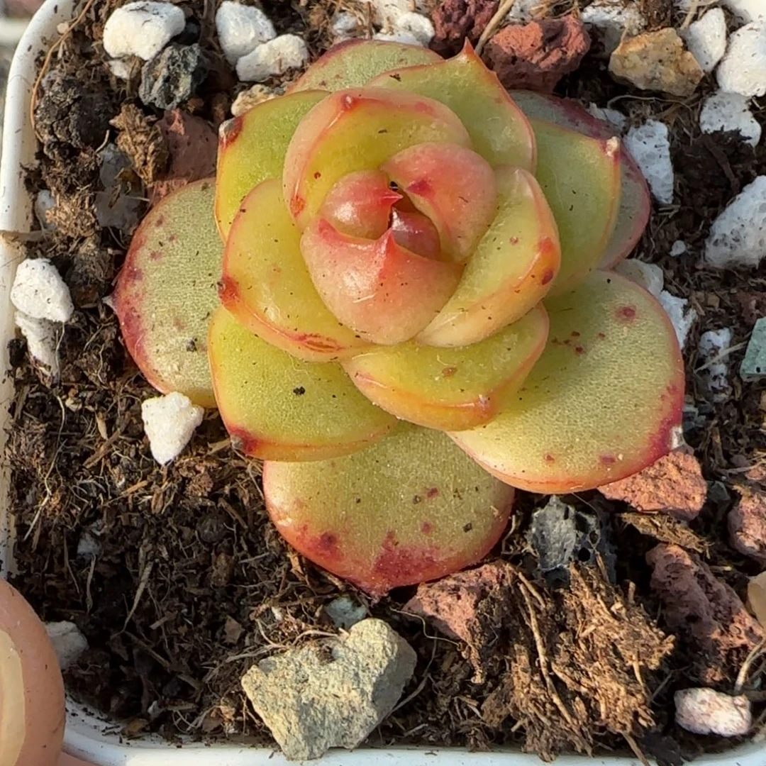 多肉小卡拉米糖心一物一拍