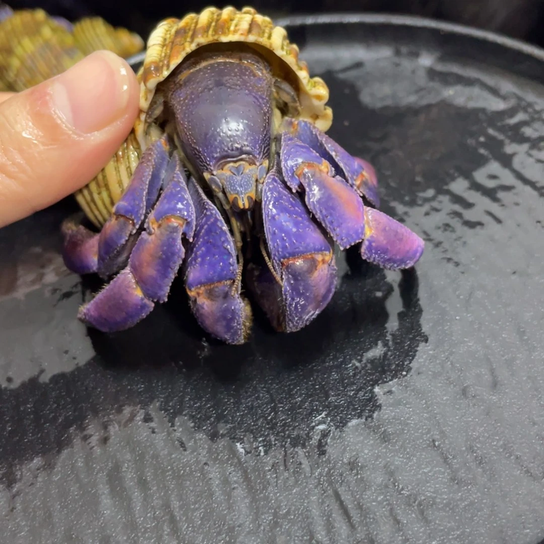 寄居蟹寄居蟹寄居蟹