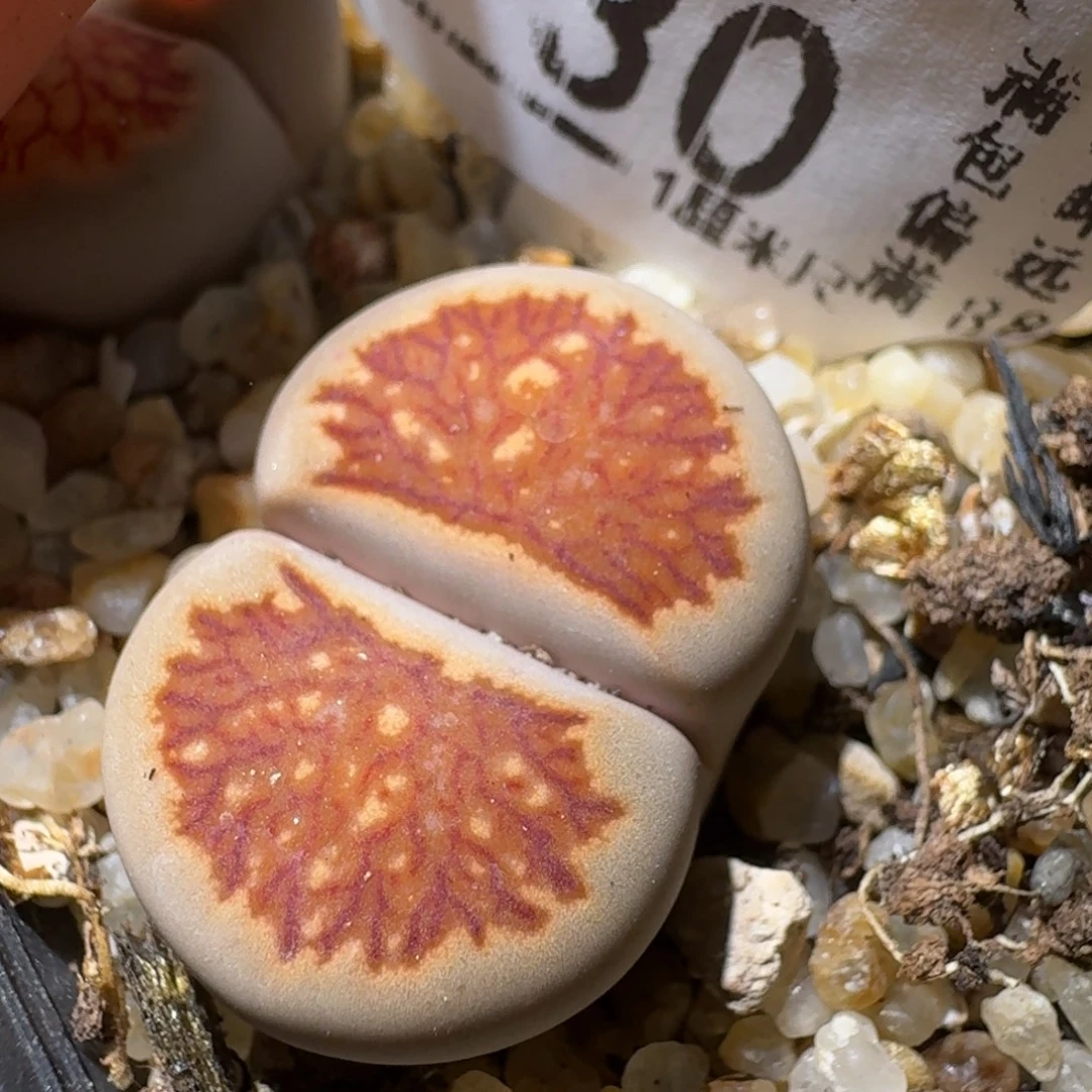 SSss精品清仓了730