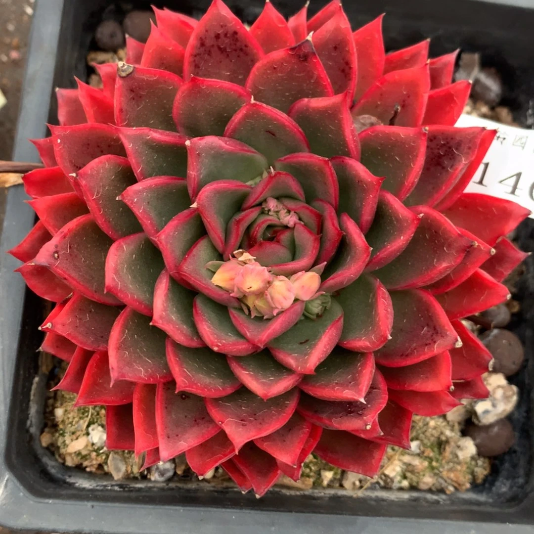 3140杂交多肉植物