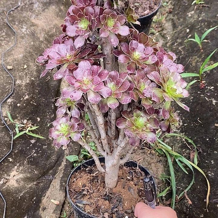 黑法34多肉植物法师法师法师