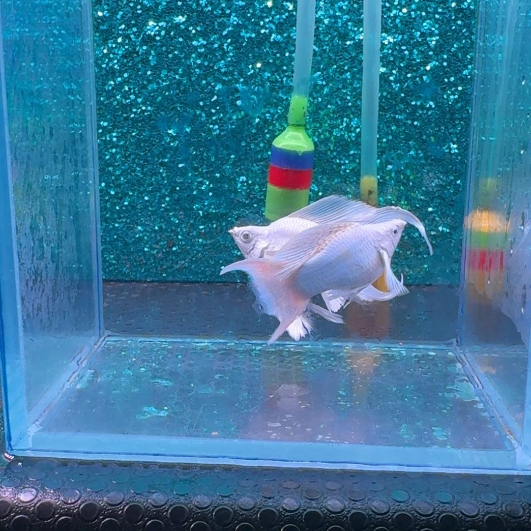 黑玛丽鱼658号玛丽2条