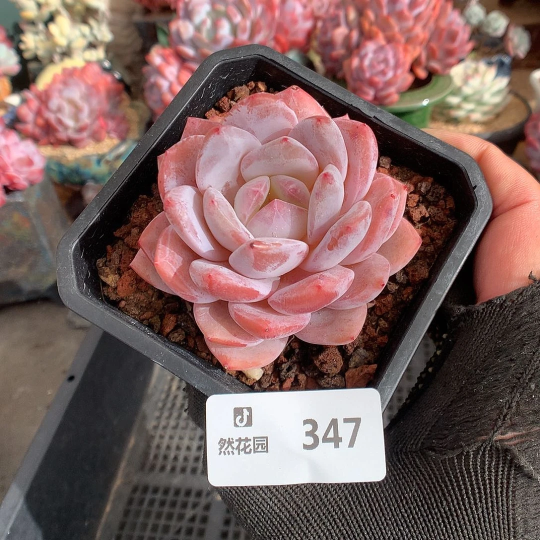 347雪天使多肉植物6666
