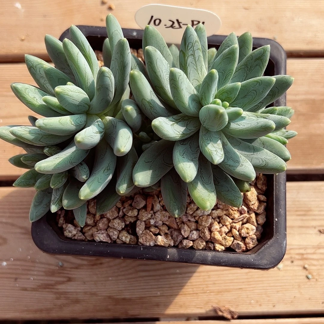 1025-91特殊阿迪斯托