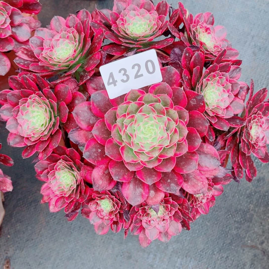 天合捧花量拍特价