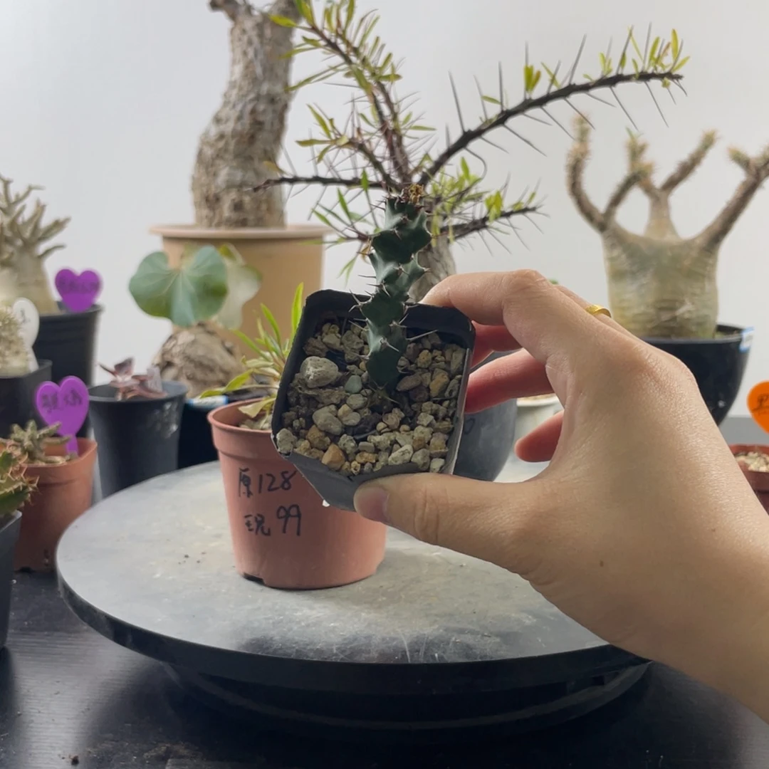 12月11日直播间福利棒麒麟不退换随机发