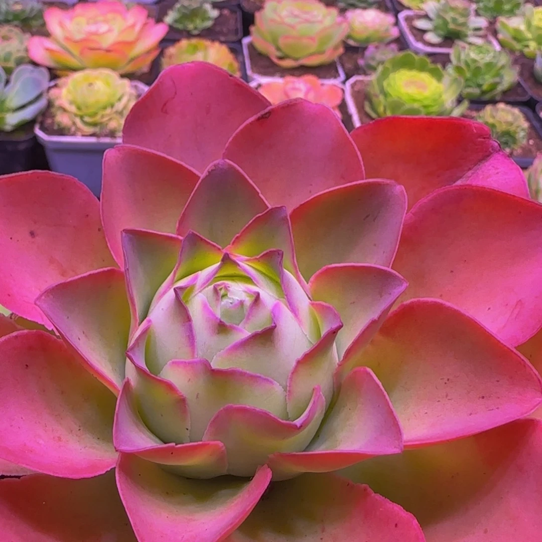 红唇玫瑰134343767686776866