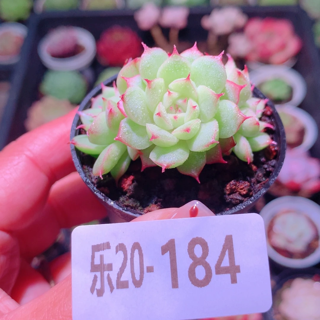 乐然20-184 海王群