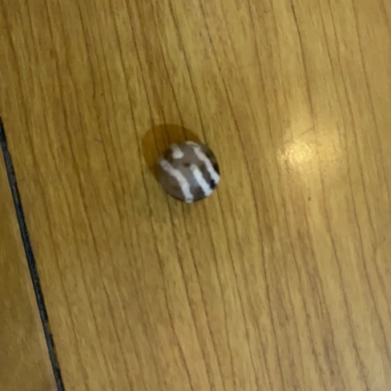 藏地密码，藏式珠子s285随机发