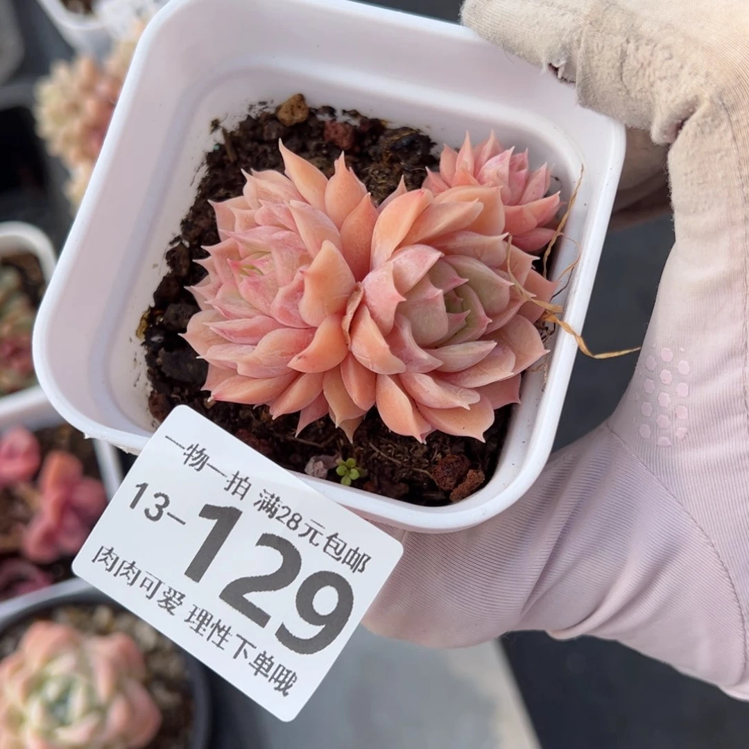 昂斯诺多肉多肉多肉多肉