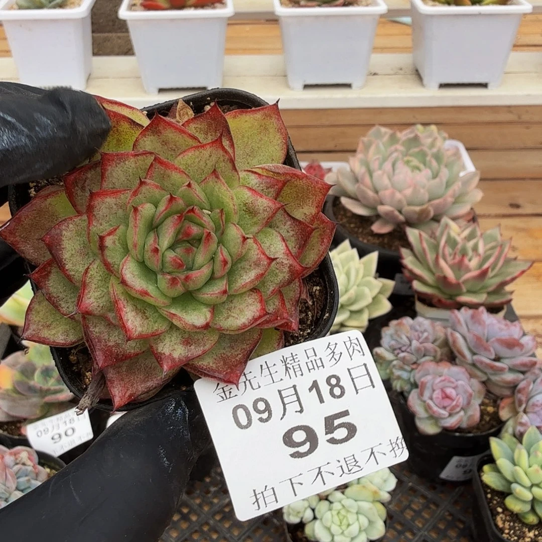 0918-95月亮石石化