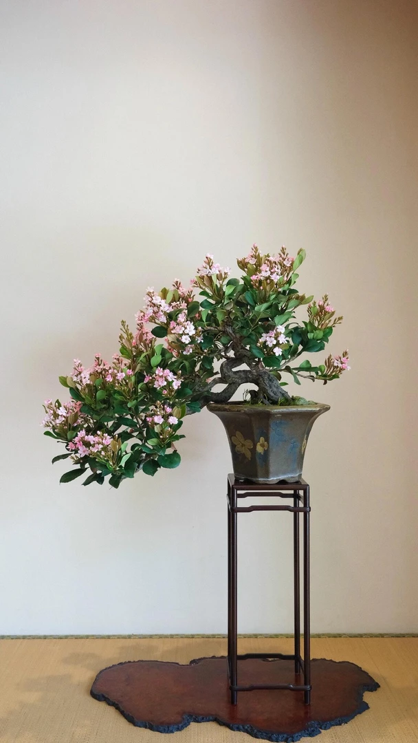 1号链接 一方造景海岛春花盆景一物一拍以直播为准