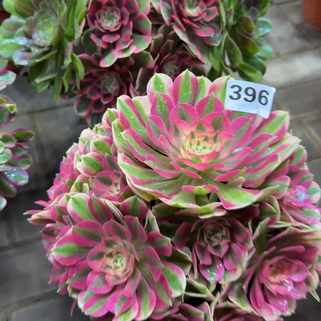 多肉植物396粉女巫