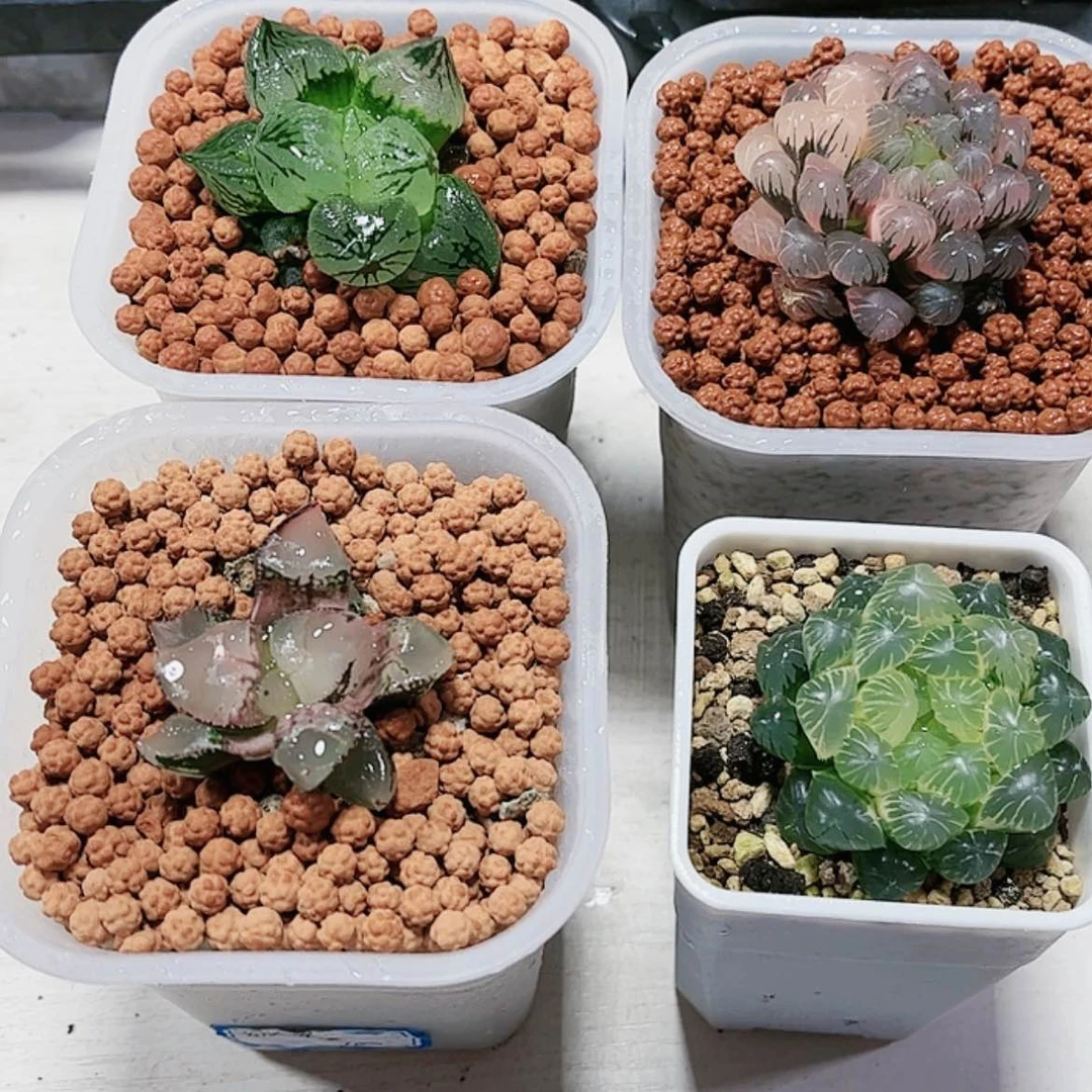 【闪购商品】菠*4颗玉露