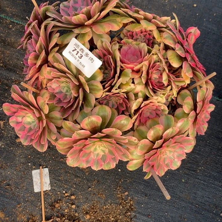 713粉同多肉植物