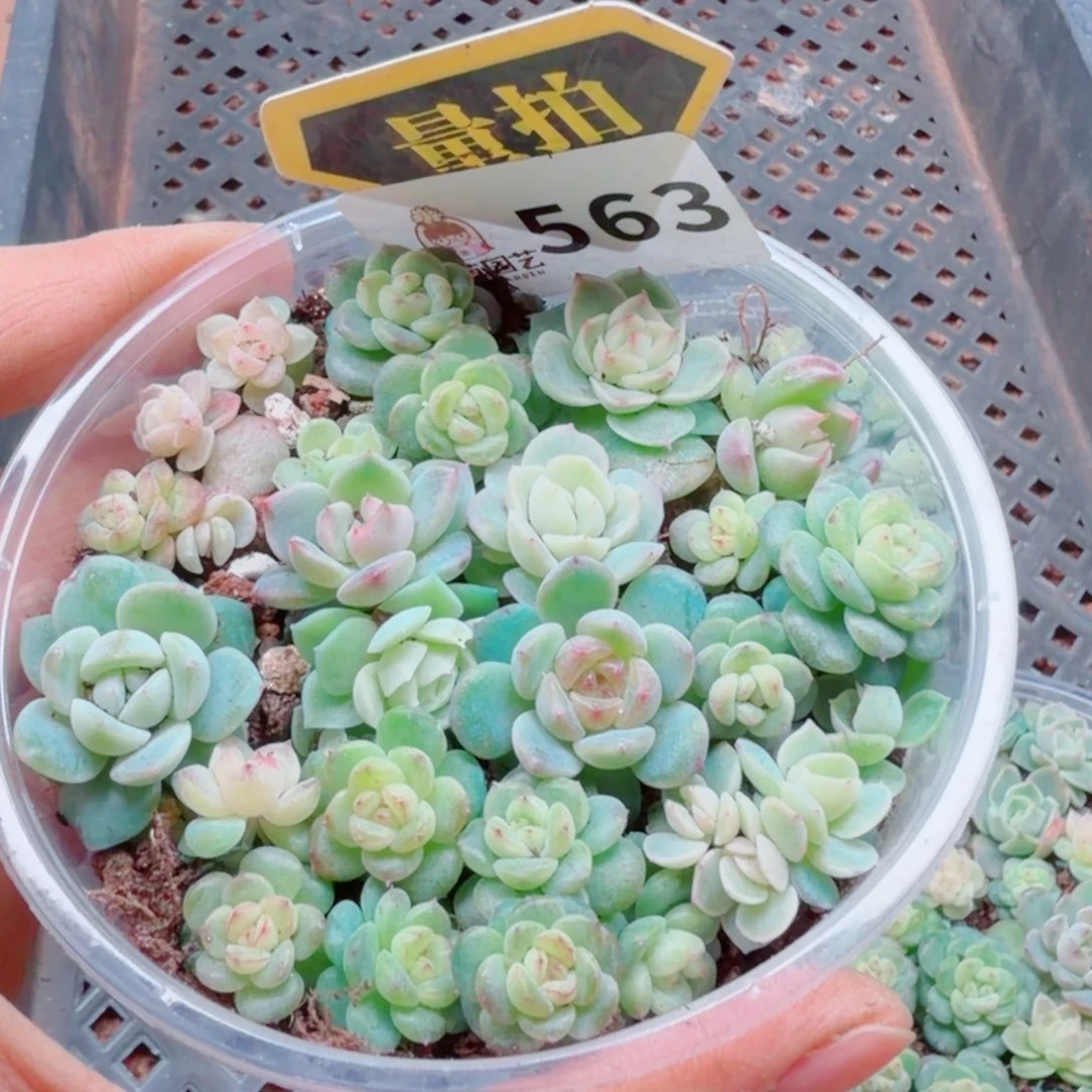 多肉植物多肉植物