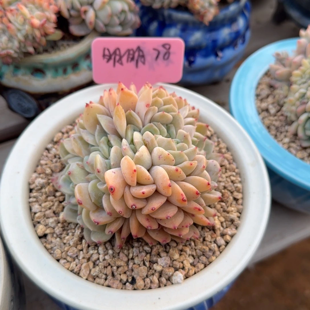 冰魄杂缀化五十包邮