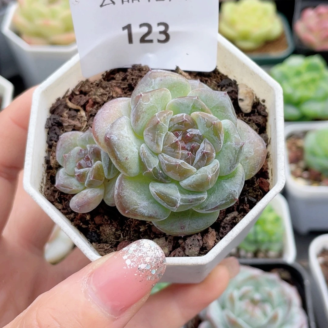 123号糖心冰心珍妮