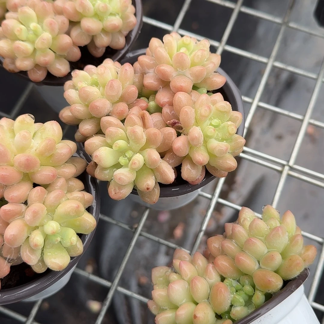 洛可可多肉植物精品