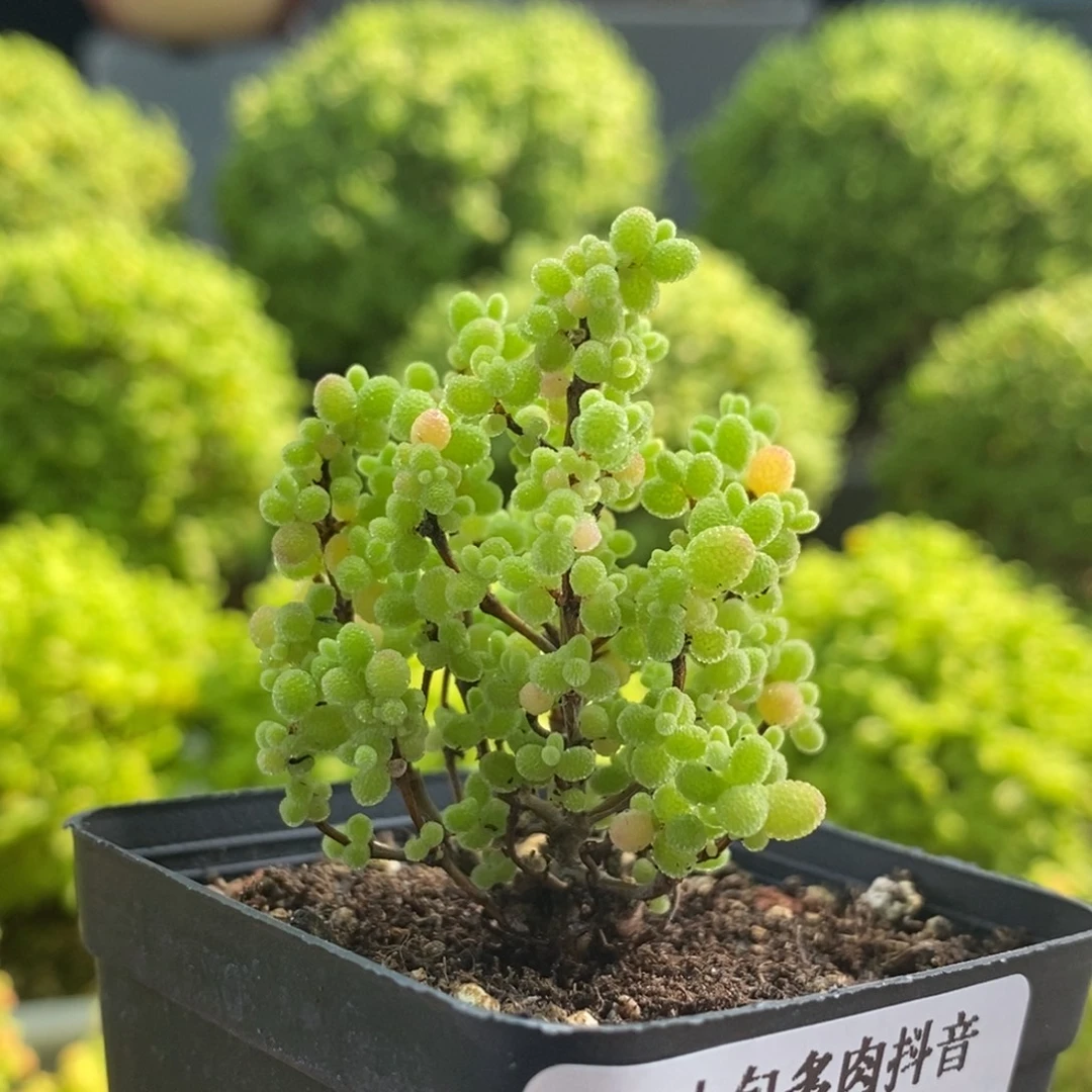 蜜橘糖球8542枝干番杏