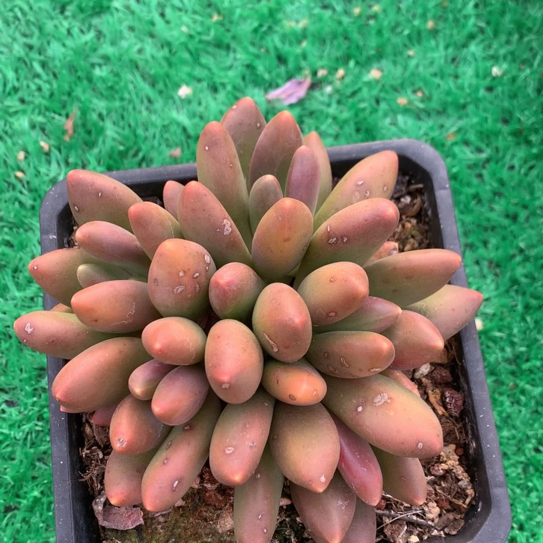 芒果奶无砍一物一拍