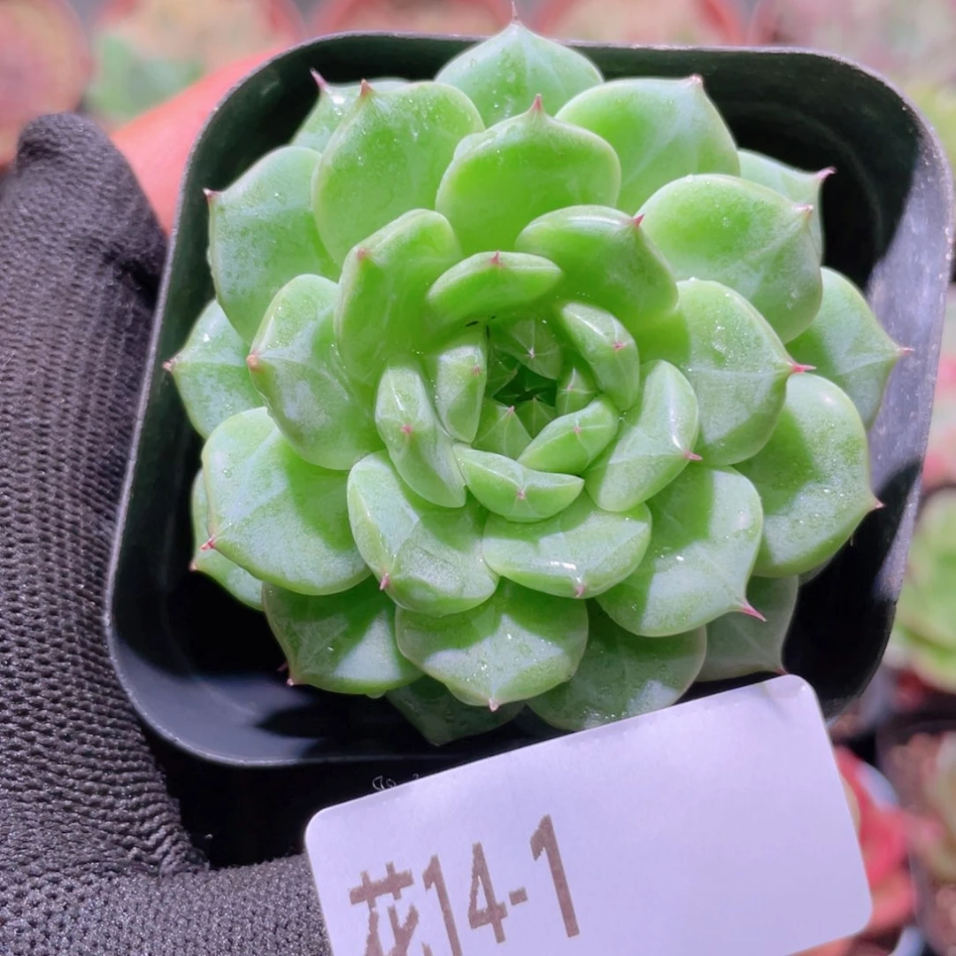 花利美14-1海王单头
