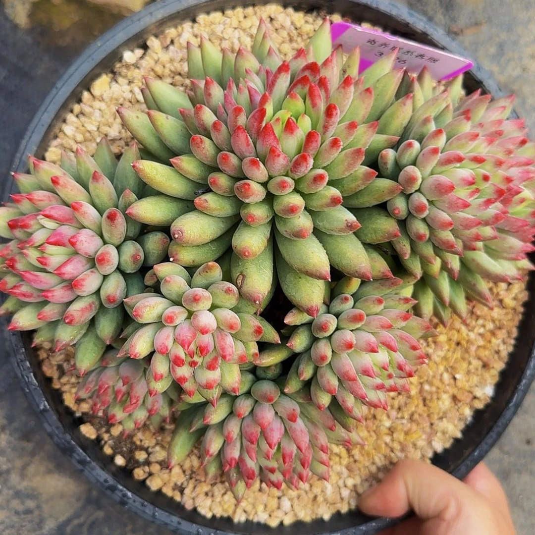 靓***肉啊啊啊健健康康快快乐乐啦啦呃呃呃3126这个