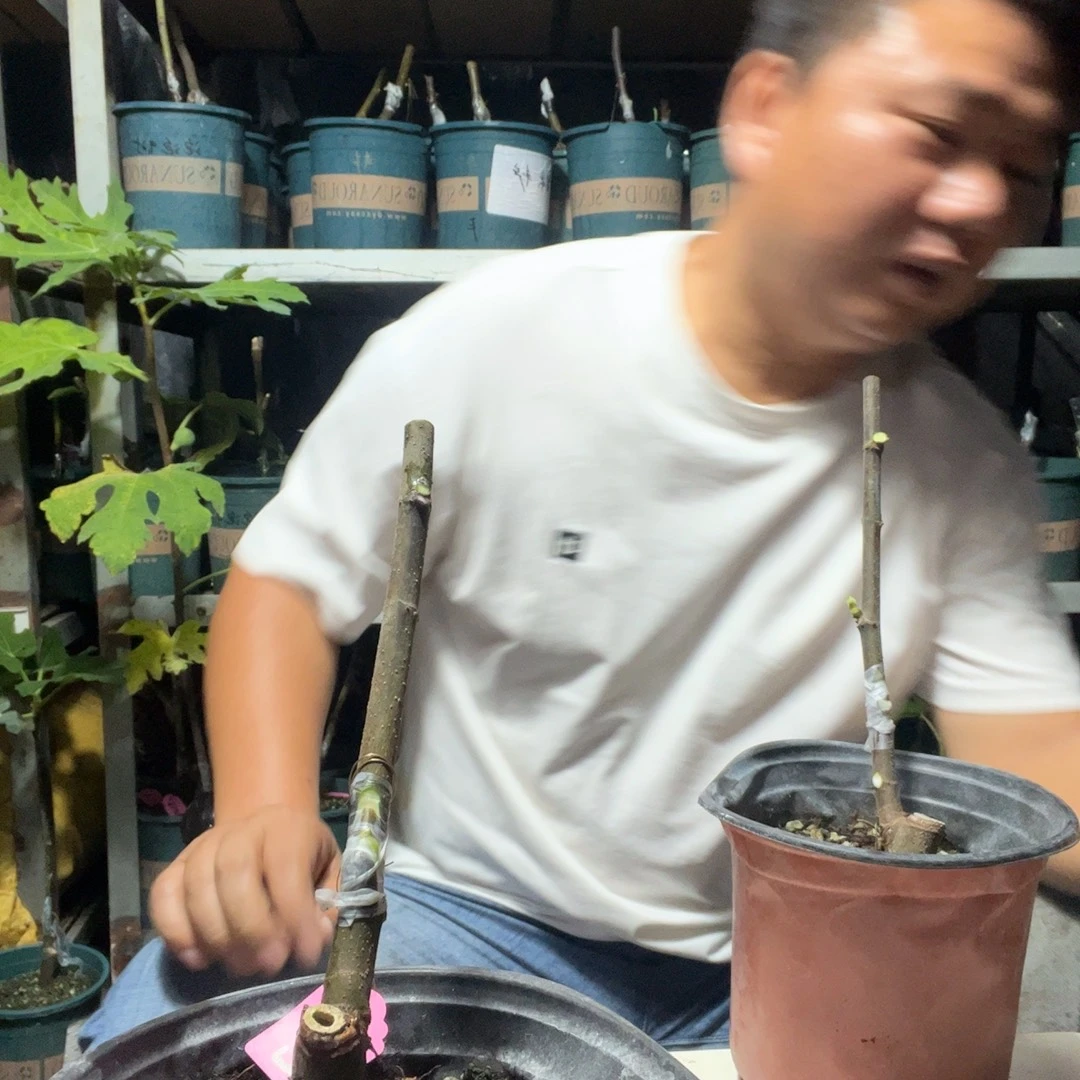 直播间一物一拍艾米塔白头苗