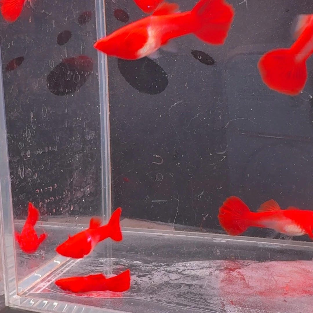 孔雀鱼小号通背4公6母