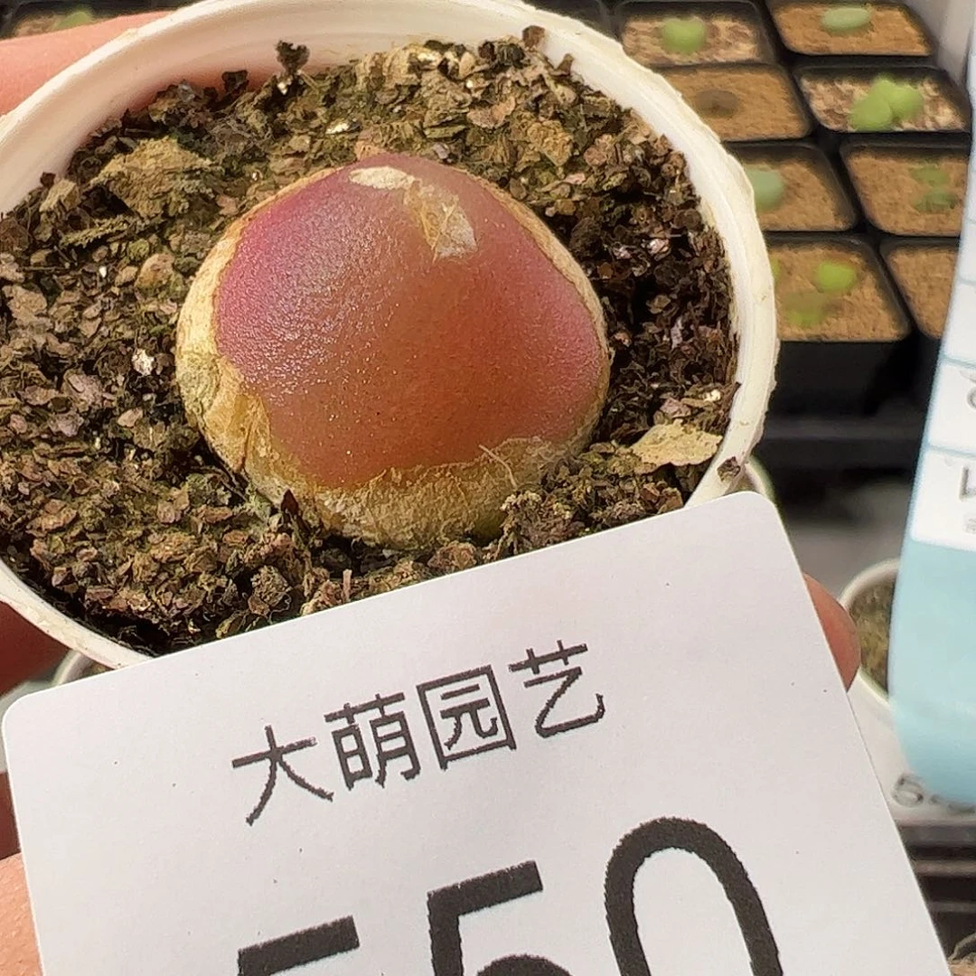 一物一拍        550