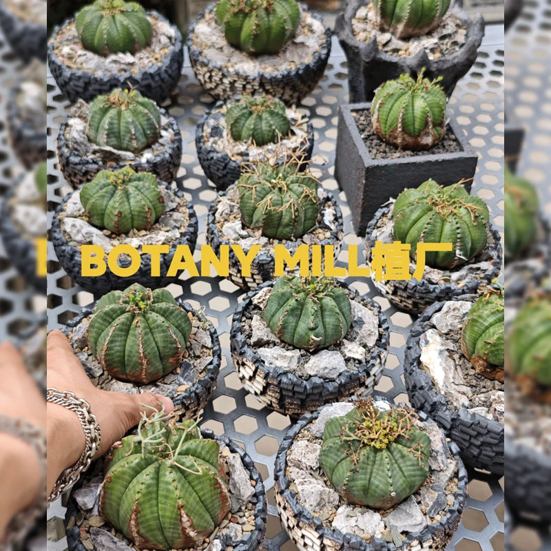 BOTANY MILL植厂 产地法丽达大戟 潮流块根多肉植物 老桩锈斑含盆