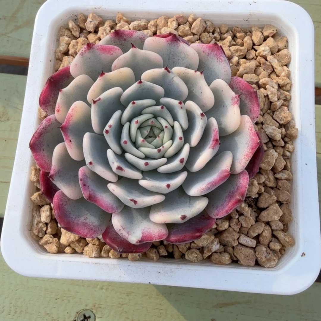 莎罗姬玫瑰锦锦上园艺一物一拍