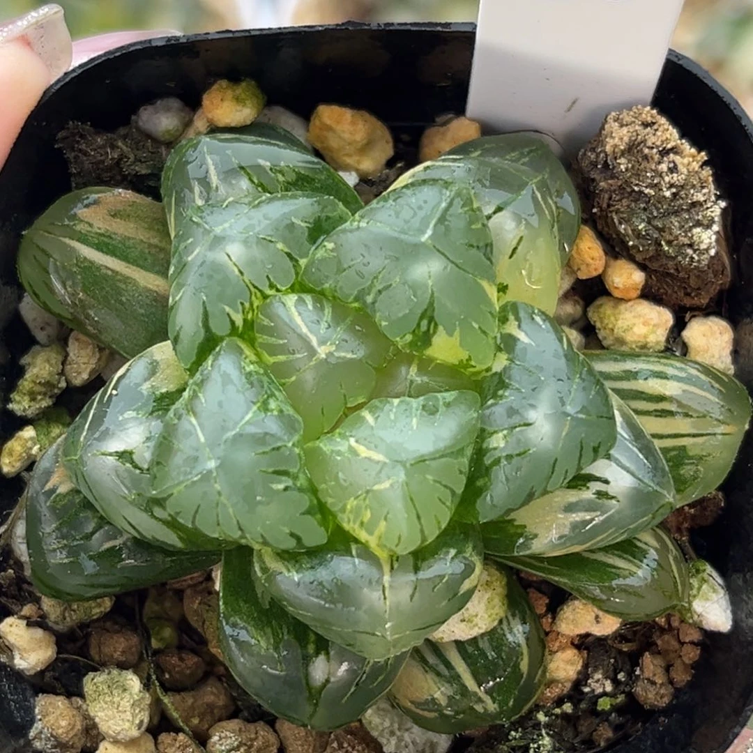 30大窗老川灯芯玉露锦十二卷多肉
