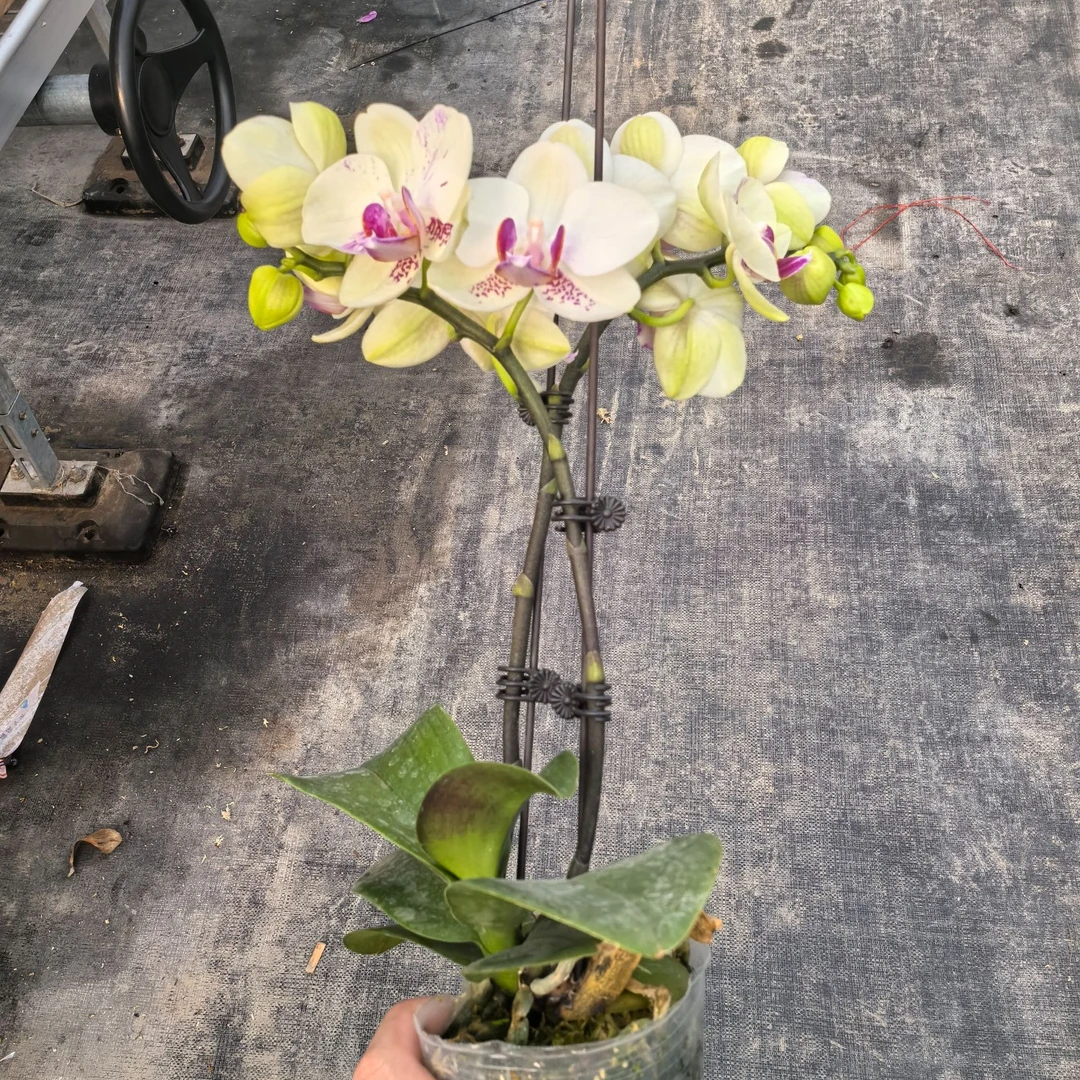 精品蝴蝶兰【绿熊】3.0大杯 双花剑